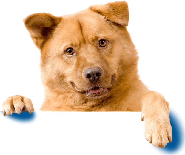 Emotional Support Animal Letter