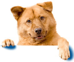 dog pet